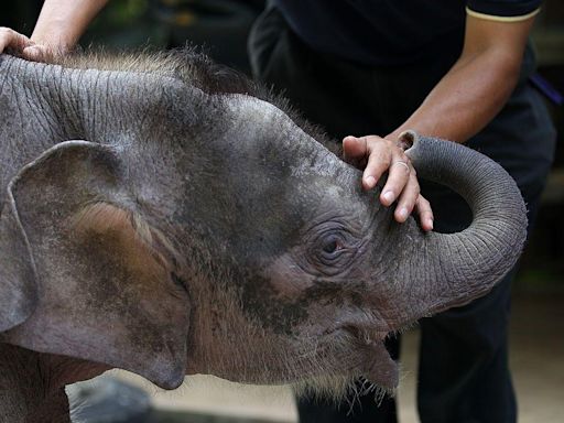 World's smallest elephant in danger of dying out