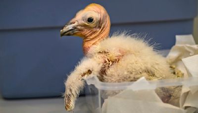 Los Angeles Zoo sets record with 17 California condor chicks hatched in 2024