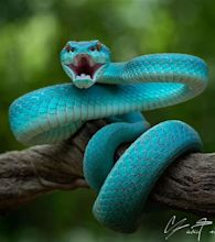 6335 best Vipers images on Pholder | Nature Is Fucking Lit, Titanfall ...