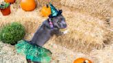 Tips to keep your pet safe during Halloween festivities