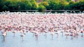 Maharashtra government acts to save Navi Mumbai’s Flamingo lake