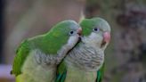 Bird’s Annoyance Over His Partner Singing Is Impossible To Resist