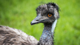 Emu Adopts Baby Duckling As His Own and the Love Is Overflowing