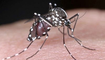 France warns of surge in imported dengue cases ahead of Olympics