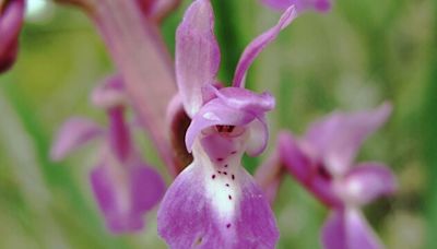 Las orquídeas silvestres del Alto Tajo