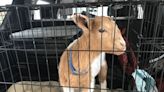 Goat found locked inside car multiple times was rescued by deputies