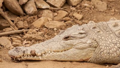 ¿Cuántas especies de cocodrilos y caimanes habitan en Ecuador?, unos miden hasta 7 metros