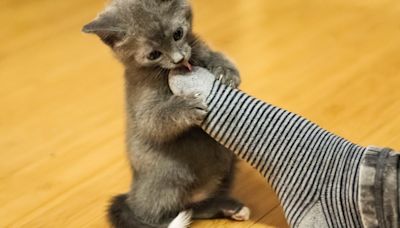 The Adorable Reason Why Kittens Nibble Our Toes