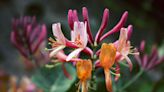Honeysuckle Is a Pretty Plant That Can Be Invasive—Here's How to Grow the Right One