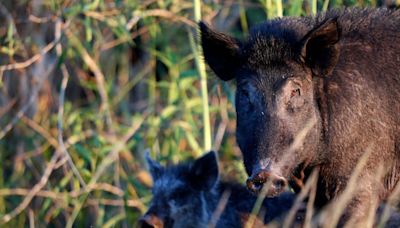 Dangerous feral hogs that destroy lawns and eat plastic are growing across the US, and states can't kill them fast enough