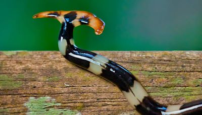 Poisonous hammerhead worms rising in Texas. When chopped in two, they double