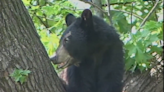 Black bear 'kebabs' gives family parasitic worms, 3 people hospitalized