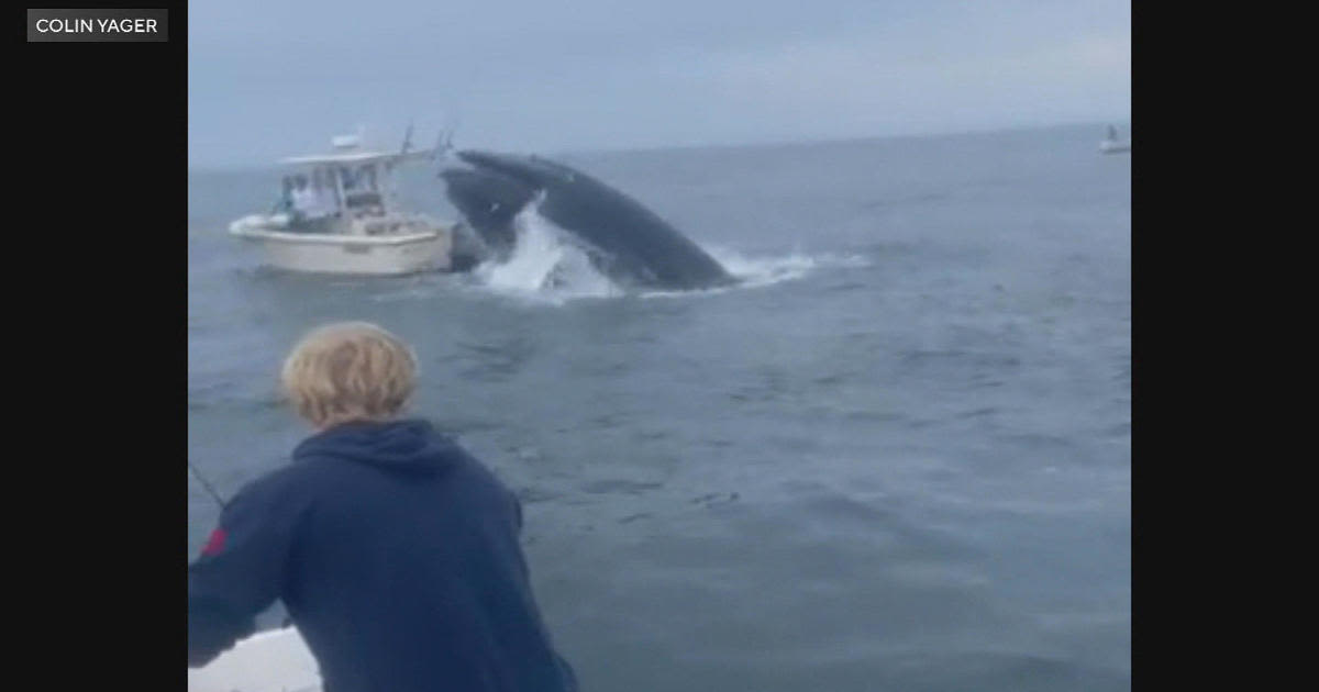 Expert says "blind spot" could be to blame for whale capsizing boat off New Hampshire