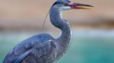 Blue Heron Caught on Video Swallowing NYC Rat Whole