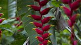 Heliconia Rostrata Is the Showy, Ornamental Flowering Plant You Need in Your Garden