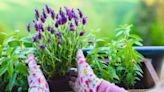 Keep lavender ‘blooming all year round’ by feeding it a ‘simple’ fertiliser