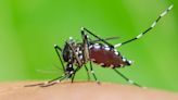 Where in Europe are tiger mosquitoes? Dengue cases are rising as the world heats up