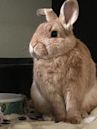 Domestic rabbit