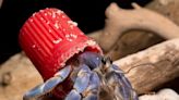 Hermit crabs snap up bright litter in hope of finding a mate