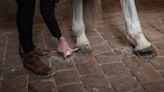 Horses show off in Versailles, keeping alive royal tradition at soon-to-be Olympic equestrian venue