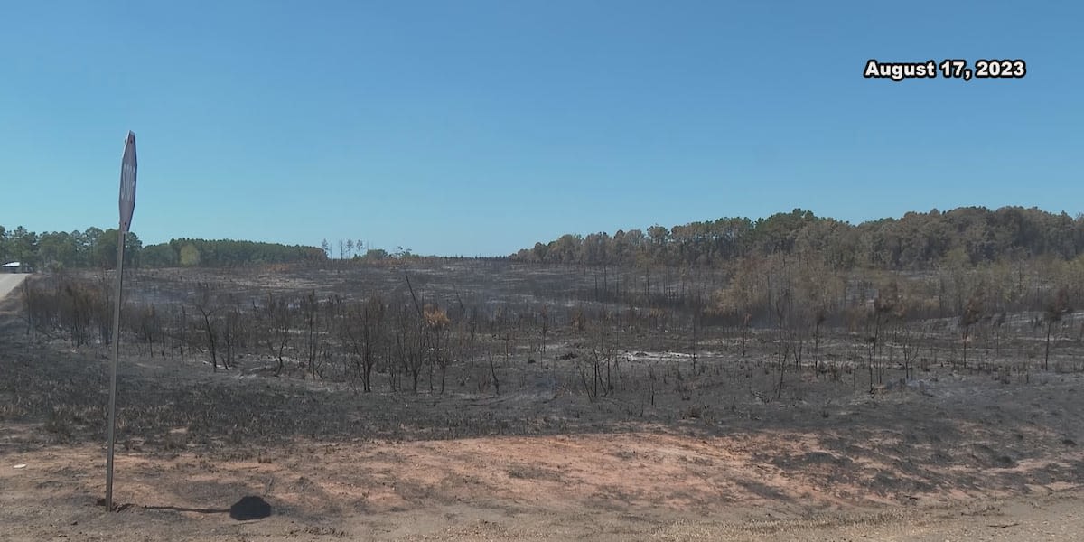 Louisiana to address beetle infestation threatening timber industry