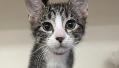 It's National Kitten Day! Watch the cutest collection of kitten tales