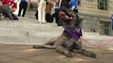 DC Councilmember proposes bill to cap pet fees, end dog breed restrictions in housing