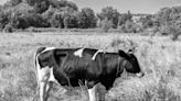 Woman Finds Photos of Her Great Grandfather's Old Cows and Their Names Are Just Everything