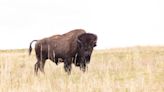 NPS releases environmental impact statement for bison management