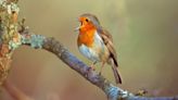 Watch: How climate change is impacting the dawn chorus