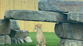 Meet Broome County's newest residents, cheetah siblings Amiri and Taavi