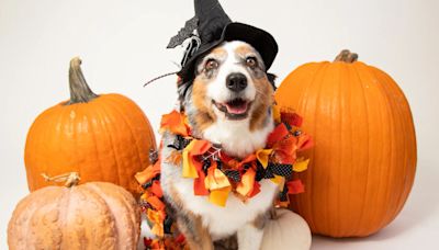 Pet expert warns against the 'healthy Halloween treat' can prove deadly to dogs