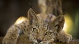 There were only 62 mature Iberian lynx in 2001. Now, there’s over 2,000 of them.