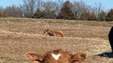 Calf named Cupid with heart-shaped mark on forehead melts hearts online