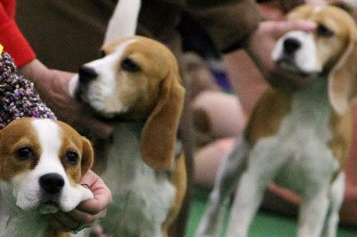 Virginia dog breeder ordered to pay record $35M fine after 4K beagles rescued