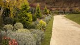 Create a Living Fence with These 12 Fast-Growing Shrubs for Privacy