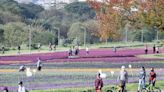 古亭河濱紫色花海 春節散心好去處 (圖)