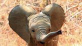 Disney's Animal Kingdom Introduces Their Brand New Baby Elephant
