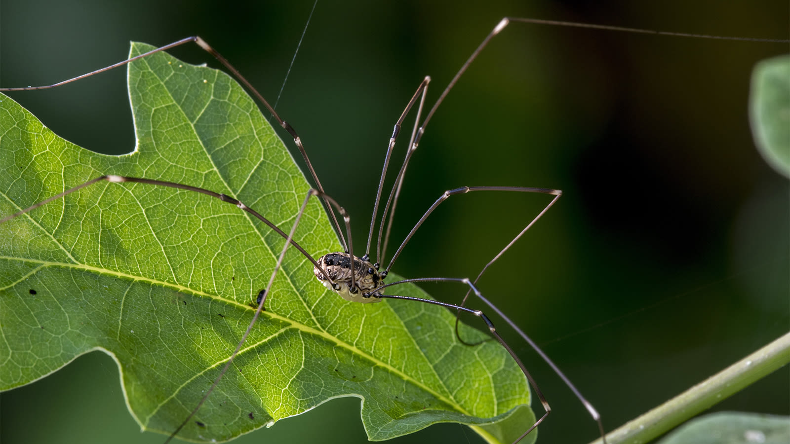 Are Daddy Longlegs Truly Spiders? Setting the Record Straight