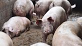 四川彭州養豬場7人集體死亡 在化糞池裏氣體中毒