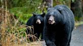 Trail runner encounters black bear near lake in WA state, sustains multiple injuries