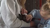 Gretta’s Goats holds springtime baby goat snuggle sessions