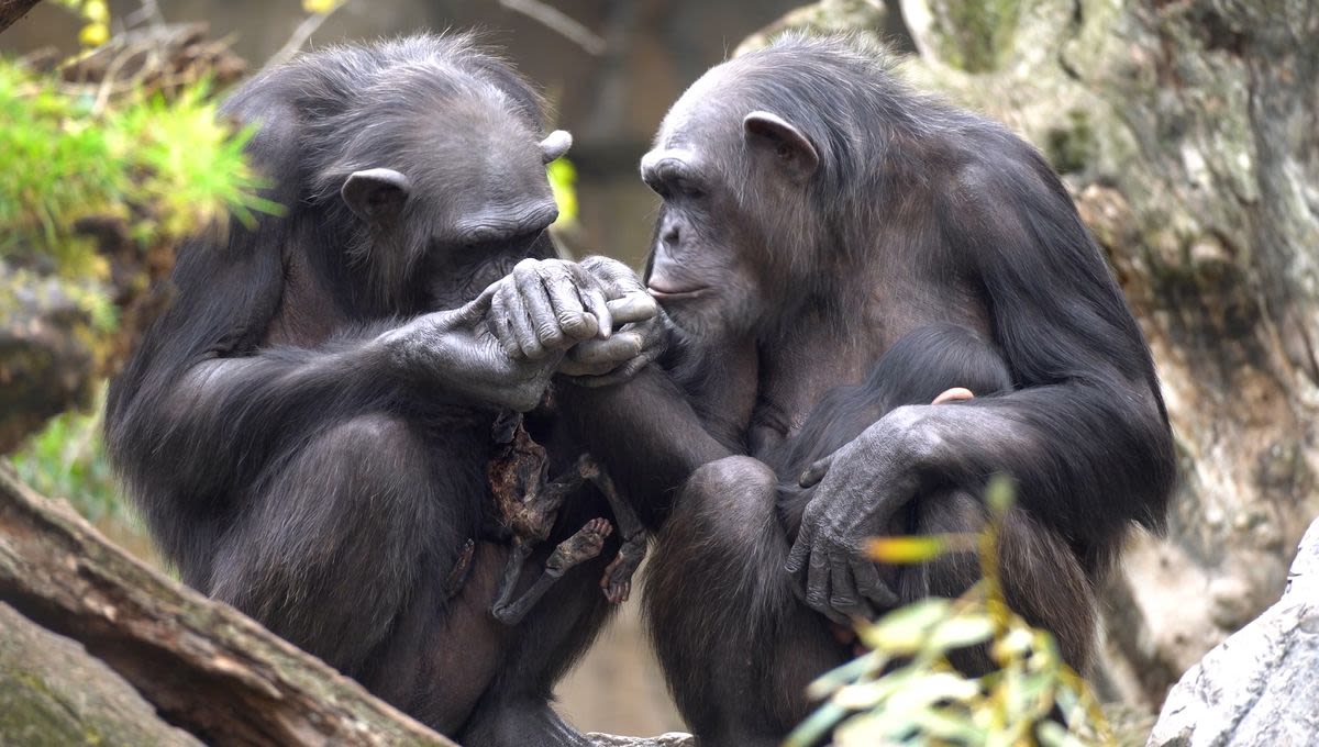 A Mourning Mother Chimp Carries Her Dead Baby For 3 Months At Zoo