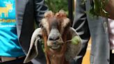 Hoofed hilarity: Five odd tales of GOATed goats