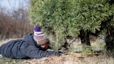 6 Des Moines metro tree farms where you can get a real Christmas tree this year