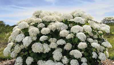 A New Hydrangea Is Coming in 2025—and It Has More Flowers Than You've Ever Seen