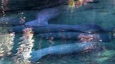 'It's just magical': Manatees flock to Blue Spring in west Volusia for holiday cold spell