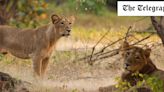 On safari in India’s wild west – the last home of the Asiatic Lion