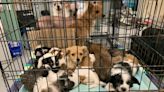 Riverside County Animal Services rescue 72 dogs living in Cabazon-area home