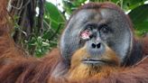 Scientists witnessed an orangutan treating his wounds with medicinal plants, showing human-like behavior